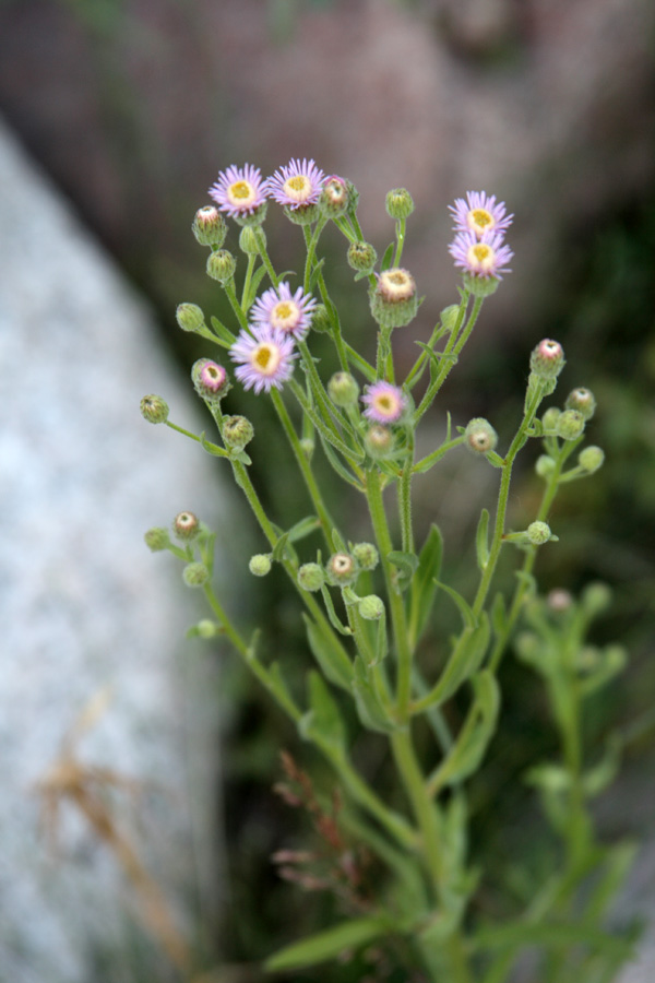 Image of Erigeron acris specimen.