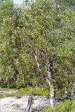 Betula subarctica. Взрослое растение. Карелия, восточный берег оз. Топозеро, песчаный пляж. 25.07.2021.