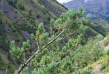 Pinus sylvestris подвид hamata. Верхушка ветви с раскрывшимися шишками. Ингушетия, Джейрахский р-н, ур. Вовнушки, ≈ 1200 м н.у.м., крутой луговой склон с сосновым редколесьем. 24.07.2022.