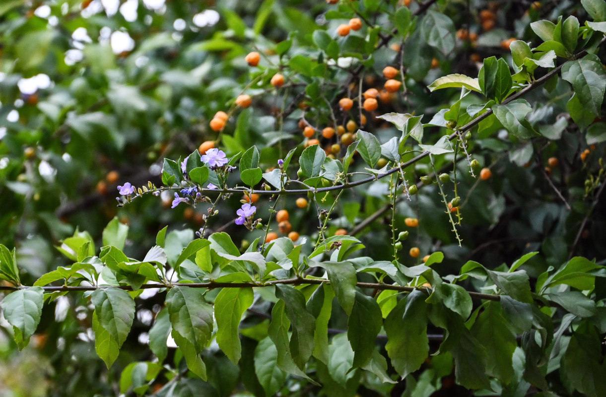 Image of Duranta erecta specimen.