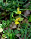 Lathyrus annuus