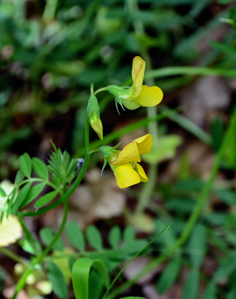 Изображение особи Lathyrus annuus.