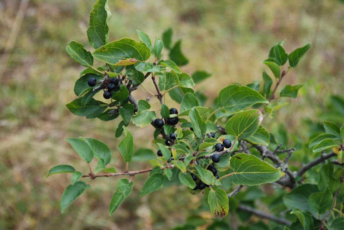 Image of Rhamnus cathartica specimen.