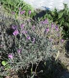 Erysimum scoparium