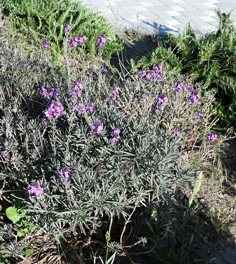 Изображение особи Erysimum scoparium.