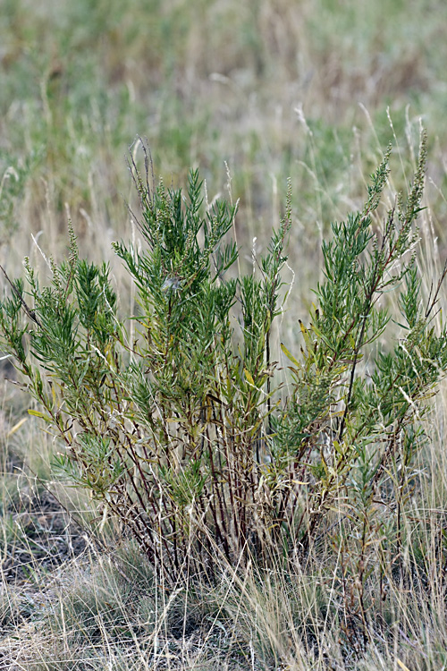 Image of Artemisia dracunculus specimen.