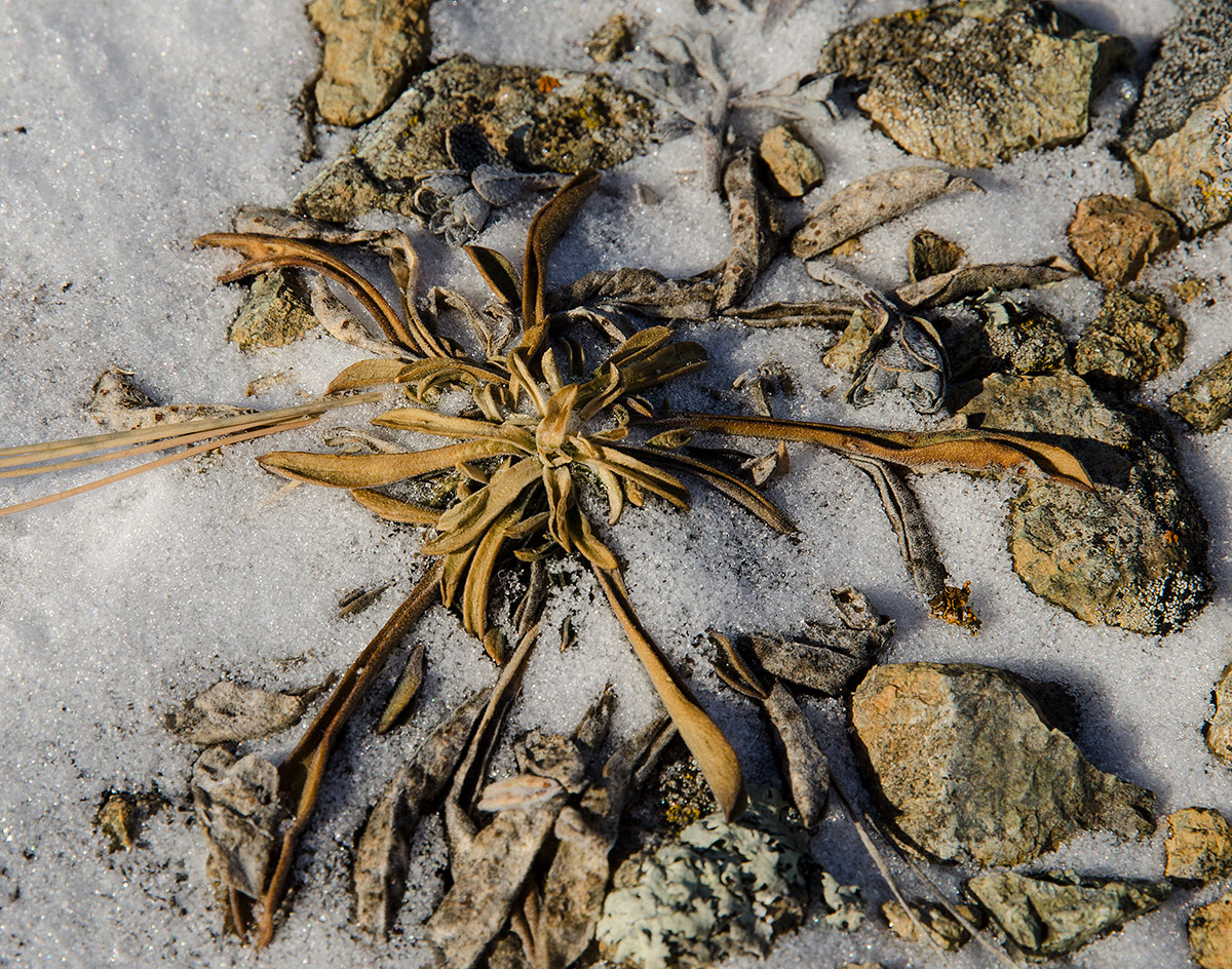 Image of familia Caryophyllaceae specimen.