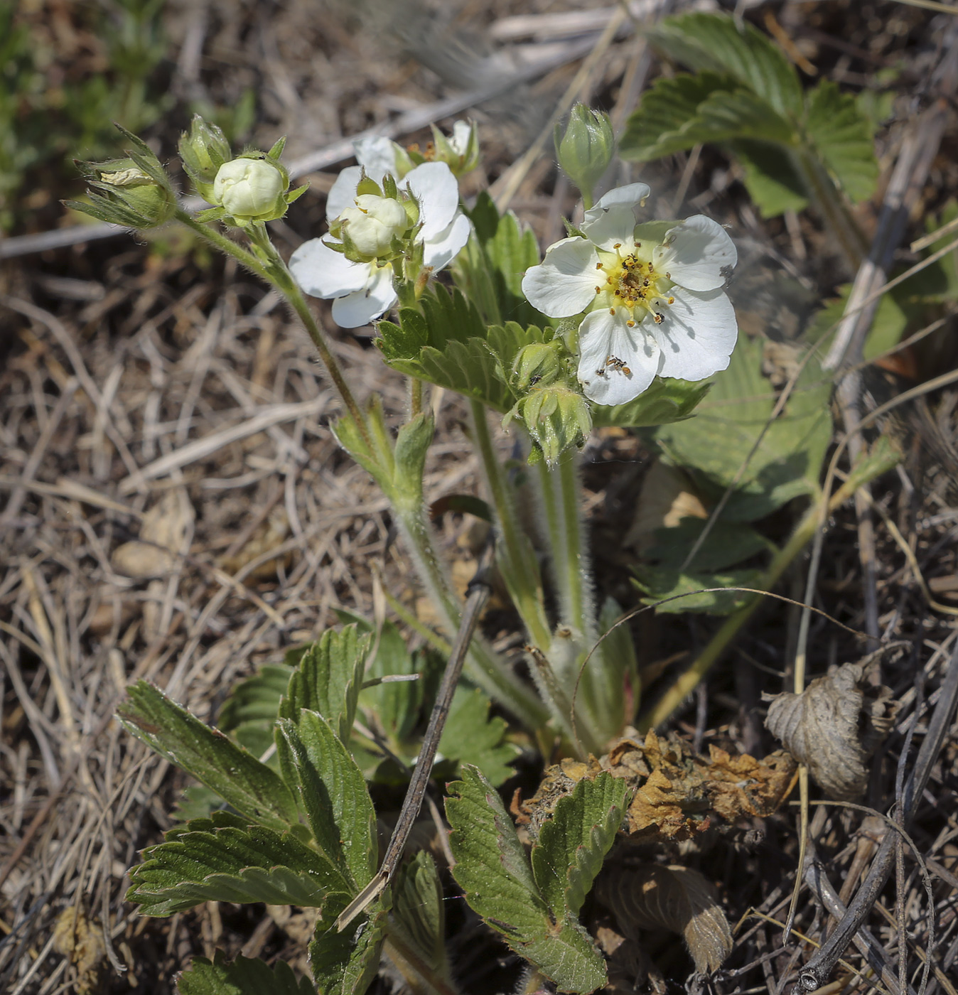 Image of Fragaria viridis specimen.