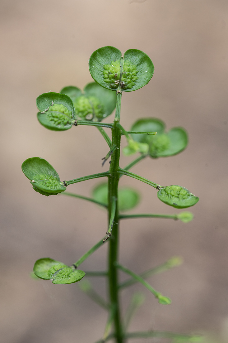 Image of Pachyphragma macrophyllum specimen.