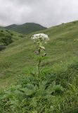 Heracleum sosnowskyi. Цветущее растение. Дагестан, Докузпаринский р-н, окр. с. Текипиркент, луг. 29 июня 2023 г.