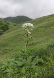 Heracleum sosnowskyi