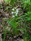 Cephalanthera longifolia. Цветущее растение. Дагестан, Магарамкентский р-н, Самурский лес, опушка широколиственного леса. 05.05.2022.