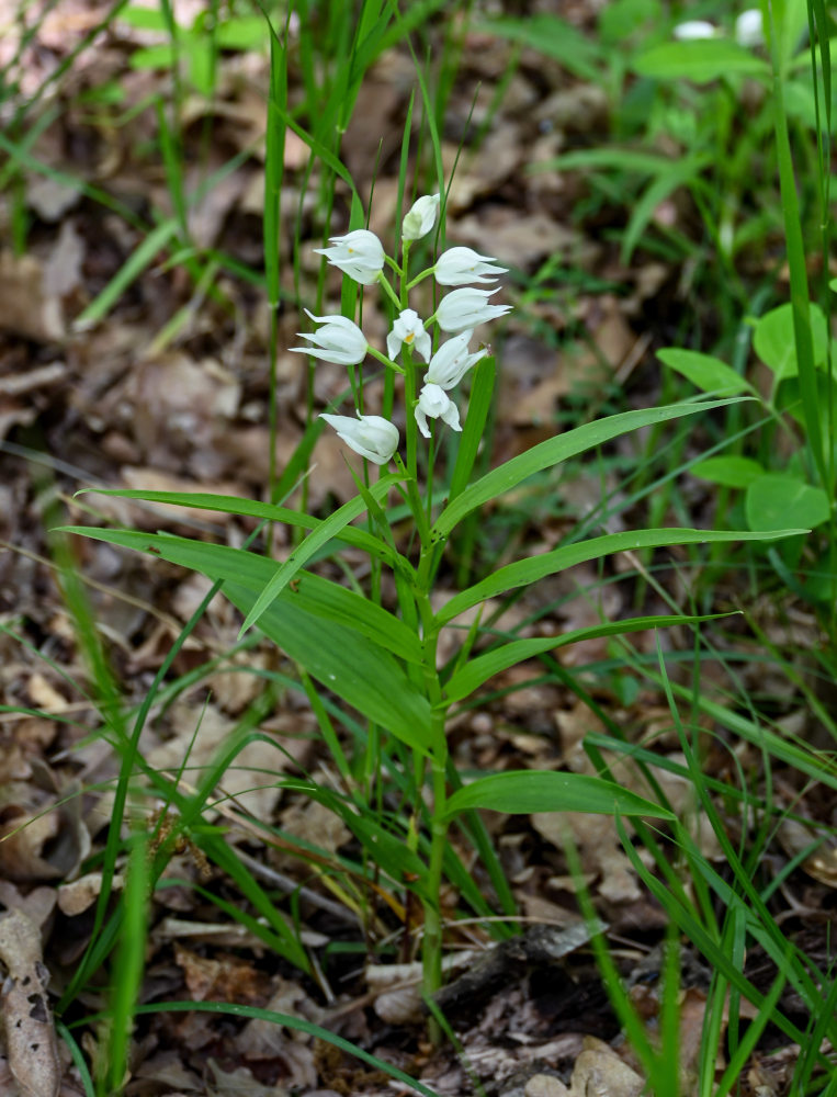 Изображение особи Cephalanthera longifolia.