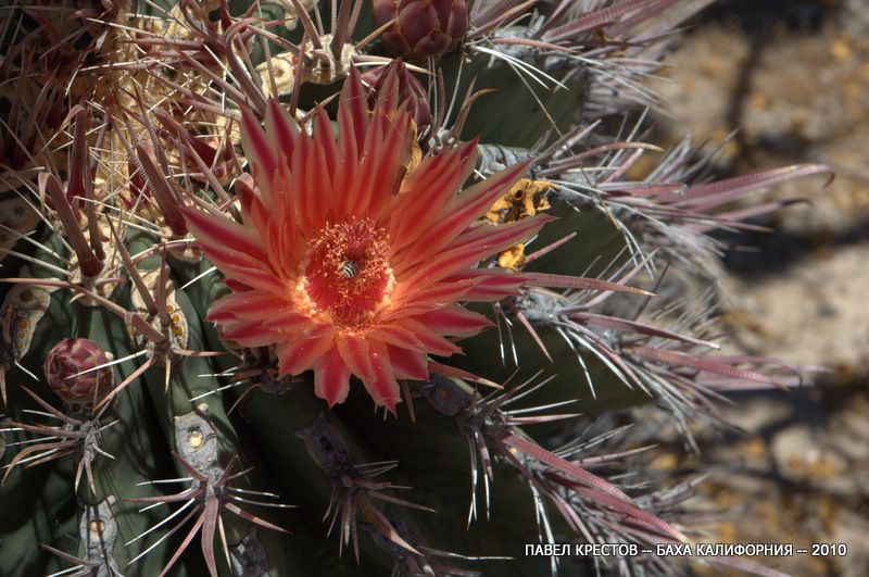 Изображение особи Ferocactus peninsulae.