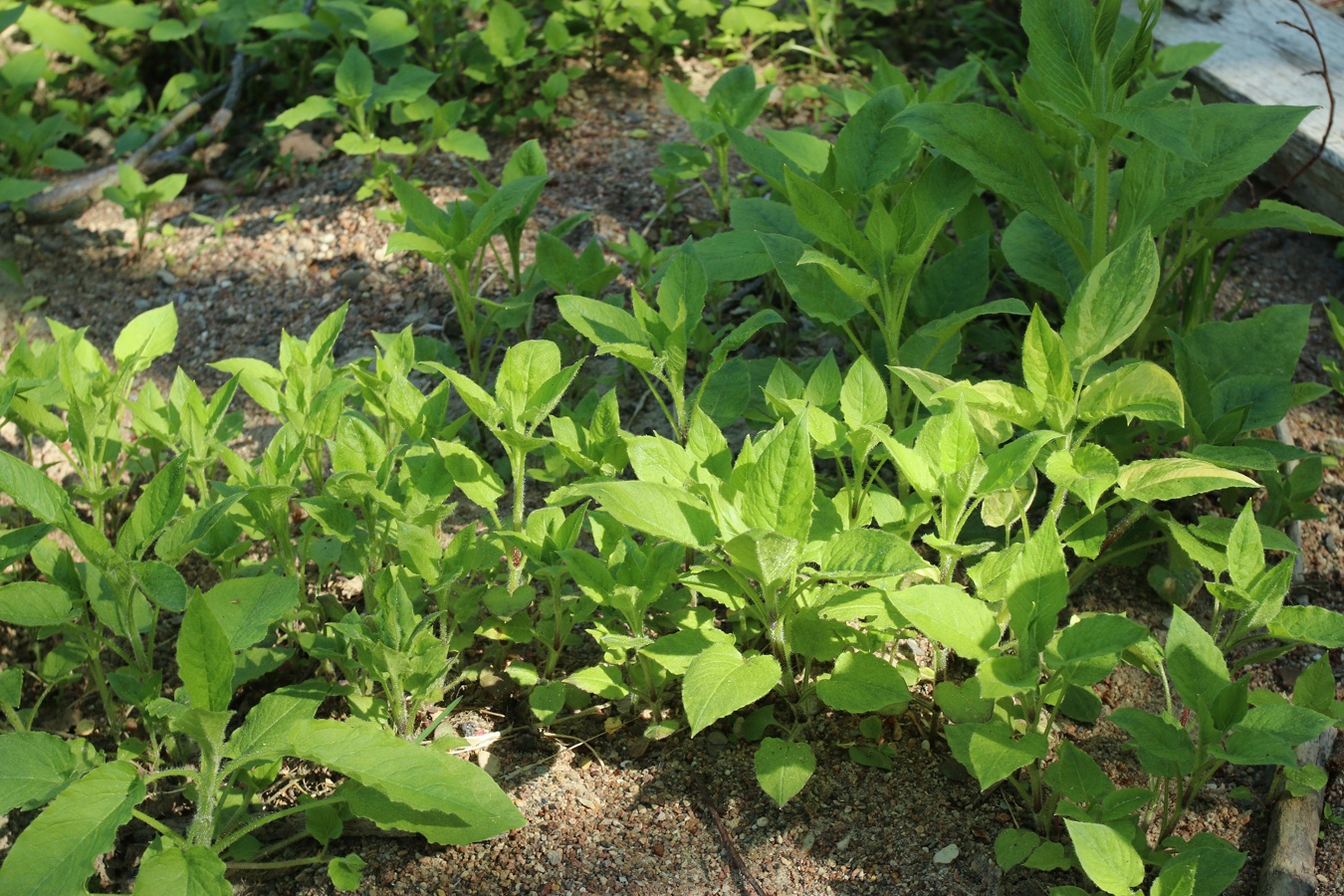 Изображение особи Stellaria nemorum.