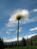 Eriophorum scheuchzeri. Верхушка побега с соплодием. Казахстан, Центральный Алтай, долина р. Арасан в окр. оз. Рахмановское, ≈ 1700 м н.у.м., заболоченный участок. 28 июня 2023 г.