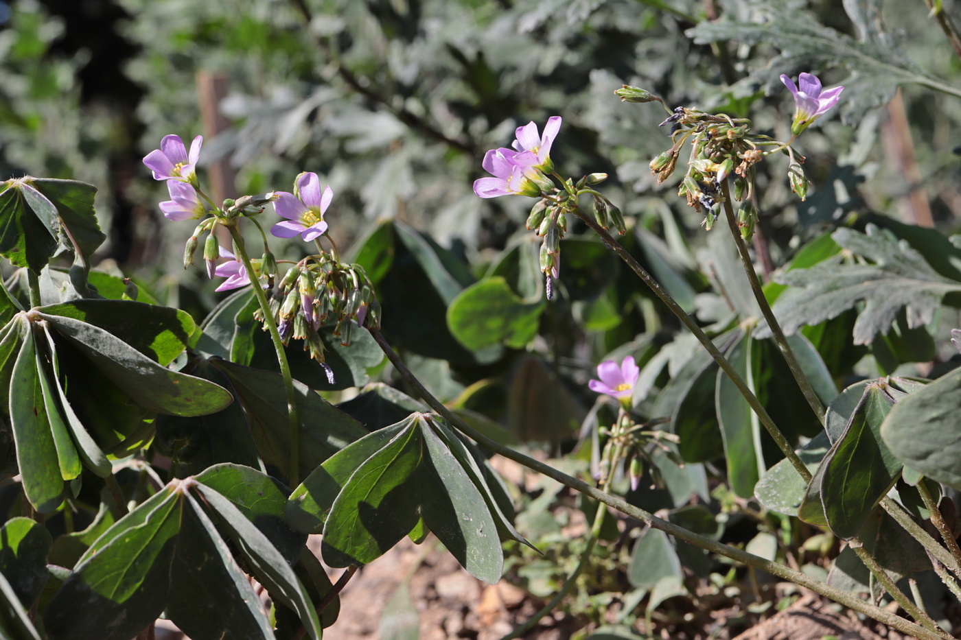 Изображение особи Oxalis latifolia.