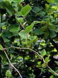 Smilax excelsa. Часть ветви с незрелыми плодами. Грузия, Имеретия, окр. водопада Ламина, опушка широколиственного леса. 15.06.2023.