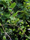 Smilax excelsa