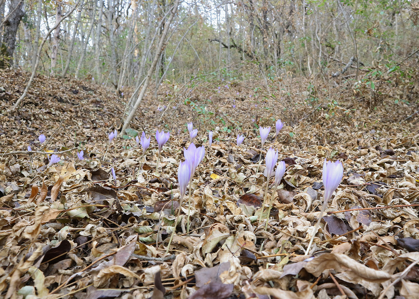 Image of Crocus speciosus specimen.