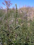 Salsola tragus