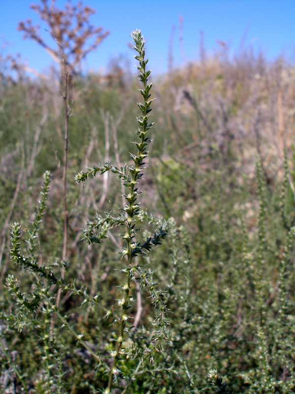 Image of Salsola tragus specimen.