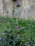 Silybum marianum