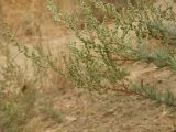 Artemisia marschalliana