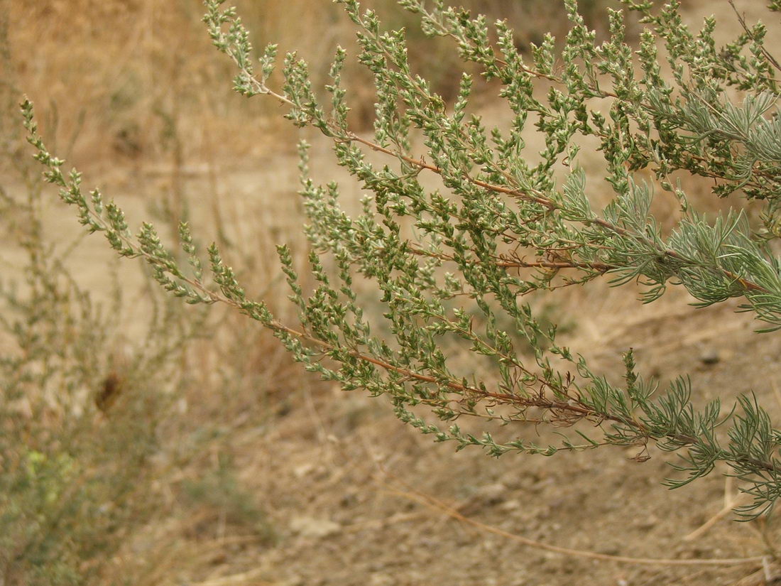 Image of Artemisia marschalliana specimen.