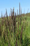 Calamagrostis groenlandica. Развивающиеся соцветия. Ленинградская обл., Выборгский р-н, вост. берег Ермиловского залива, каменистый марш. 11.06.2023.