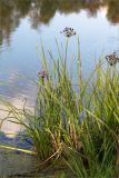 Butomus umbellatus. Цветущее и плодоносящие растения. Нижегородская обл., Володарский р-н; берег р. Ока, мелководье. 15.09.2023.