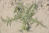Cousinia oxiana. Вегетирующее растение. Узбекистан, Бухарская обл., окр. оз. Тудакуль, закреплённые пески. 4 мая 2022 г.