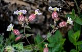 Melandrium latifolium. Соцветия. Северная Осетия, Пригородный р-н, окр. с. Даргавс, ≈ 1400 м н.у.м., каменистый участок лугового склона. 23.07.2022.