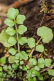 Cardamine hirsuta