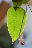 Jatropha integerrima. Лист. Израиль, г. Яффо, в культуре. 24.05.2023.