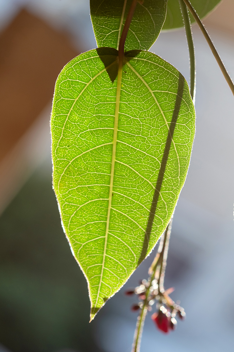 Image of Jatropha integerrima specimen.