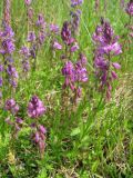 Polygala wolfgangiana. Цветущие растения на сухом склоне. Смоленская обл., Смоленский р-н, долина р. Клец. 12.06.2009.