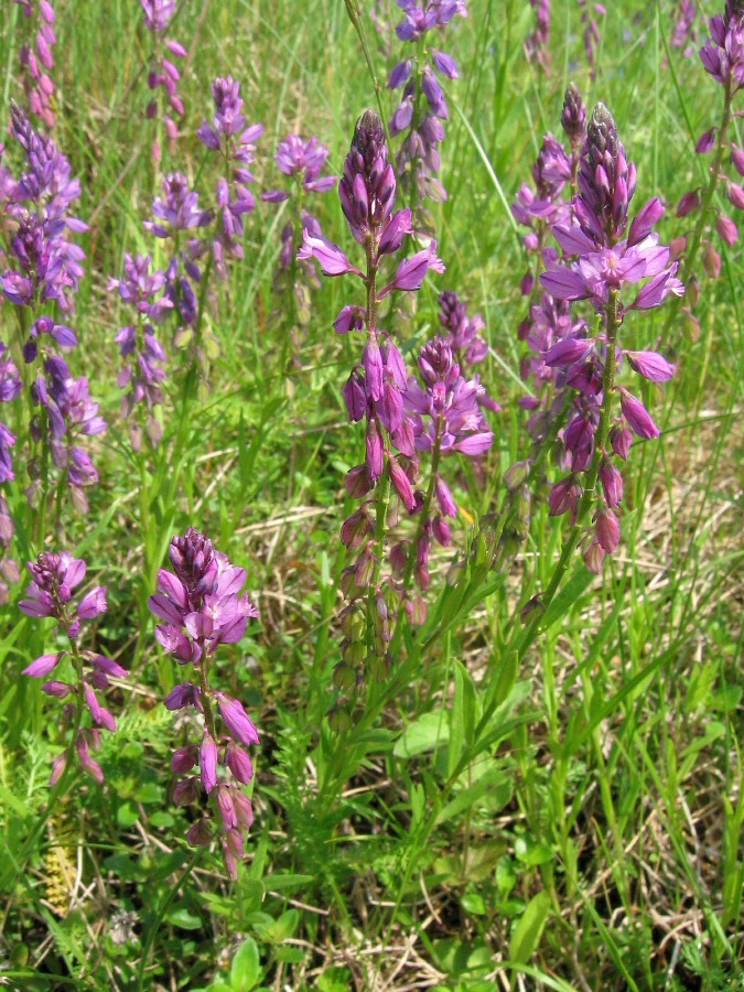 Image of Polygala wolfgangiana specimen.