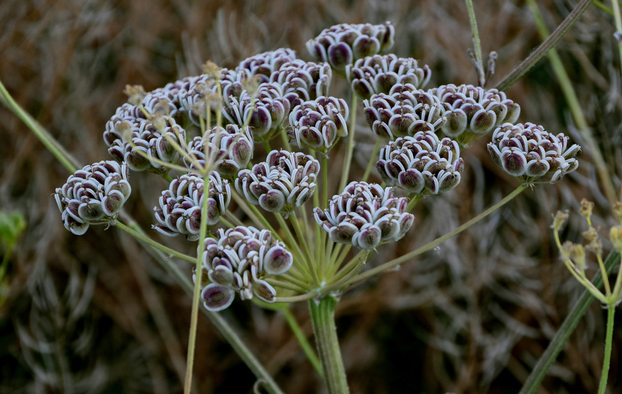 Image of Pastinaca pimpinellifolia specimen.