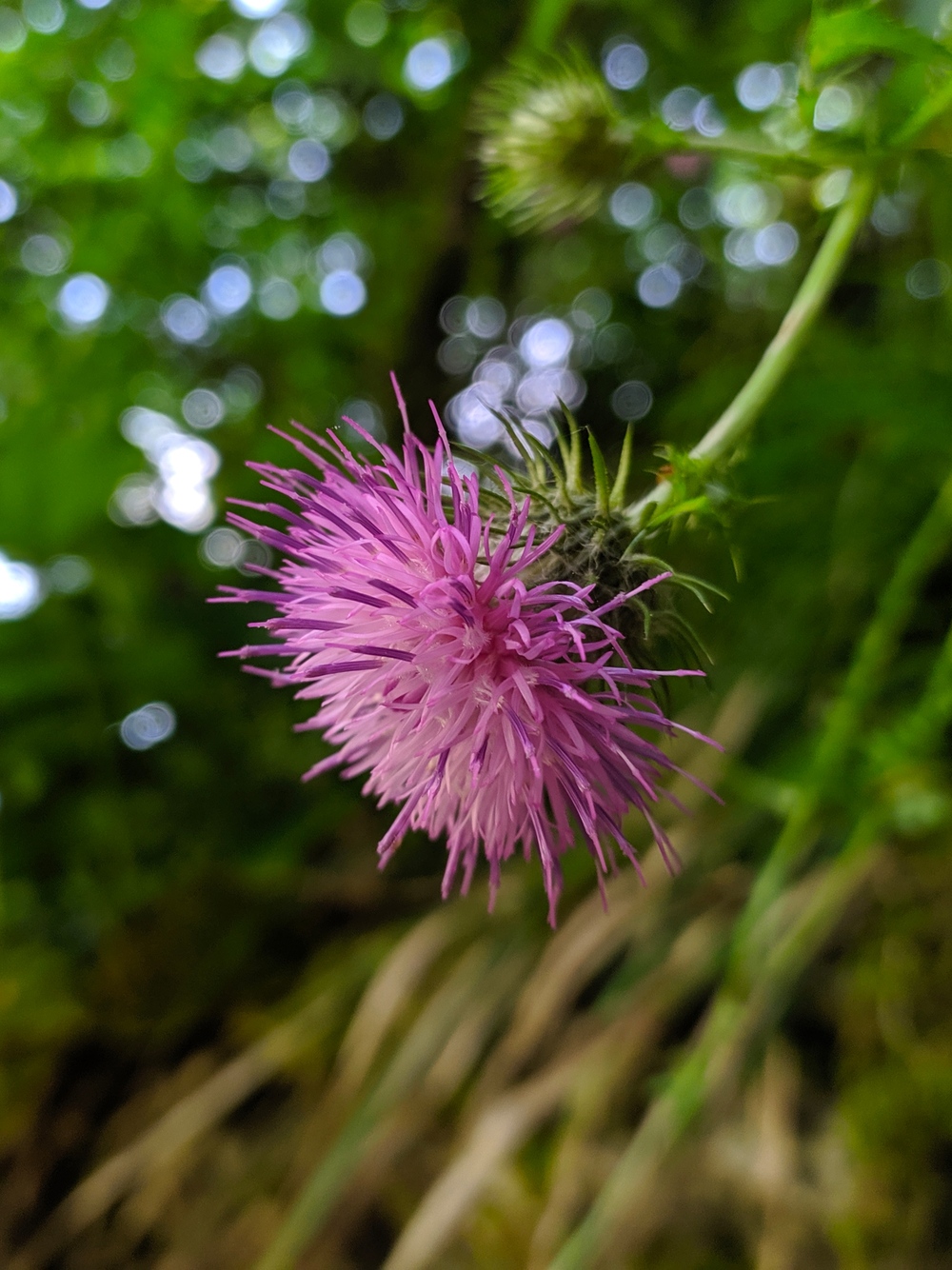 Изображение особи Carduus crispus.