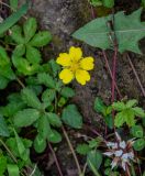 Potentilla reptans. Часть побега с цветком. Грузия, Имеретия, каньон Окаце, опушка широколиственного леса. 15.06.2023.