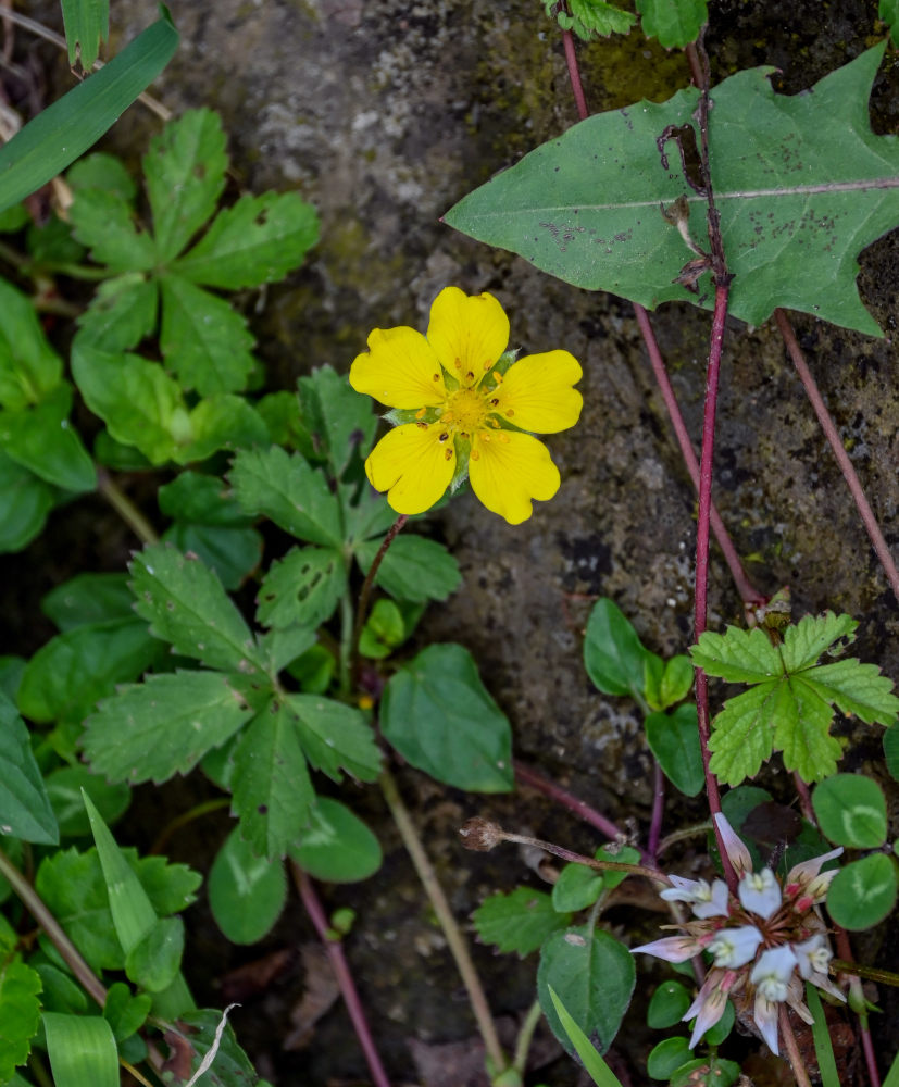 Изображение особи Potentilla reptans.