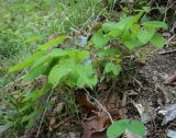 Epimedium colchicum