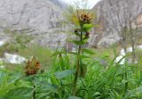 Euphorbia oblongifolia. Верхушки побегов с соцветиями. Адыгея, Майкопский р-н, дол. руч. Водопадистый, субальпийский луг. 09.05.2024.