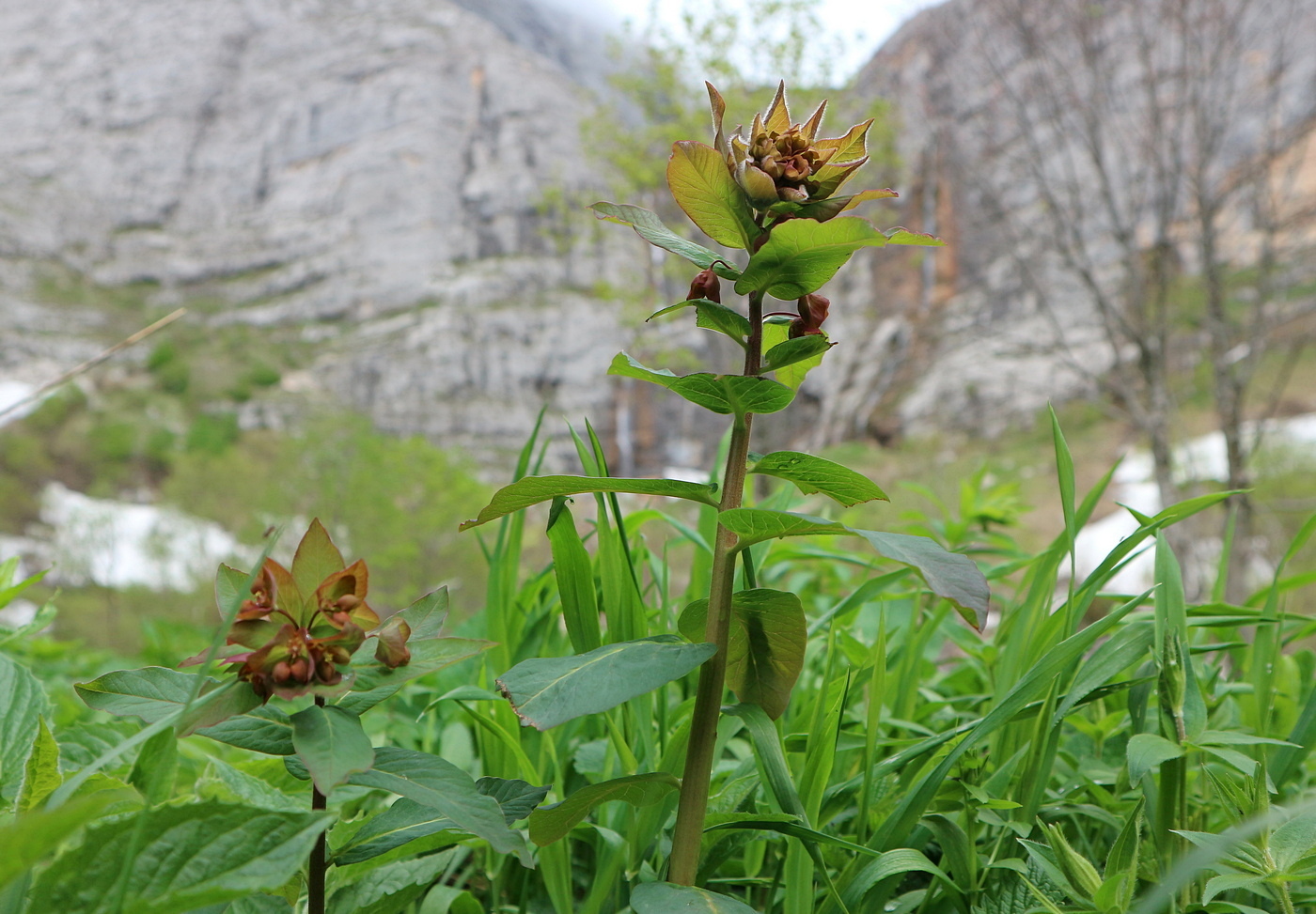 Image of Euphorbia oblongifolia specimen.