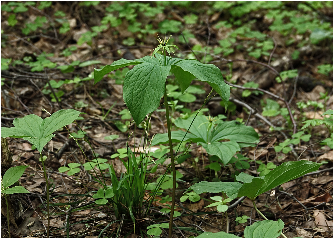 Image of Paris quadrifolia specimen.