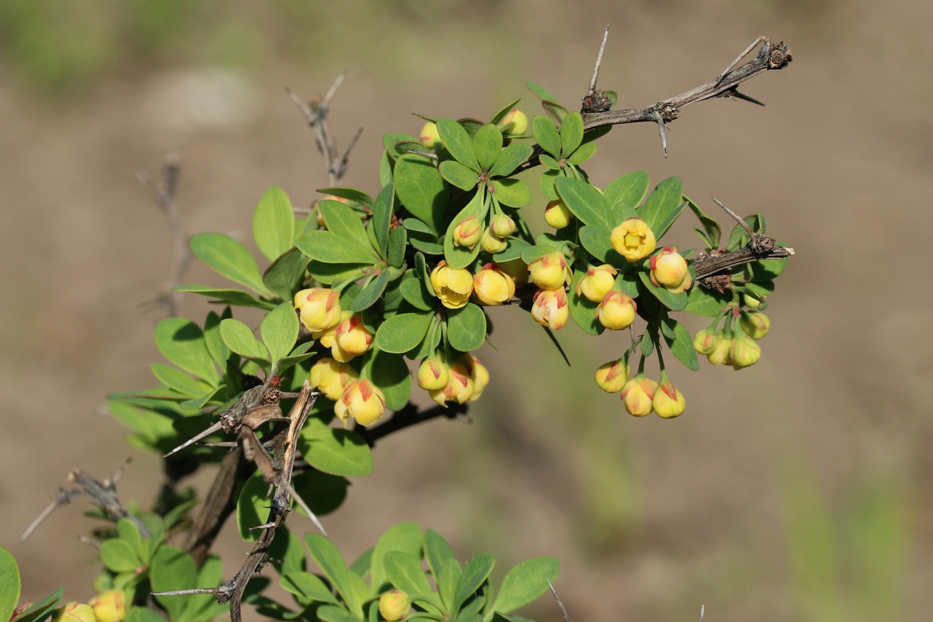 Image of Berberis thunbergii specimen.