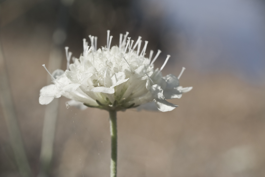 Image of Scabiosa ochroleuca specimen.