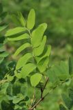 род Robinia