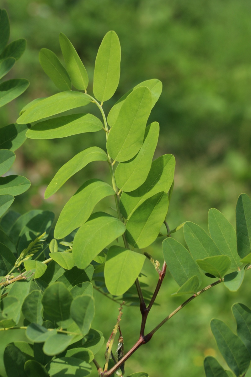 Image of genus Robinia specimen.